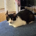 家猫修行中！猫らしい猫！ハチワレはちべい
