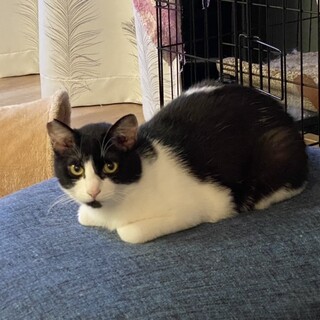 家猫修行中！猫らしい猫！ハチワレはちべい