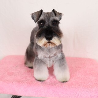 可愛いお顔のシュナウザーの女の子