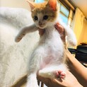 フワフワ茶白2ケ月子猫♂なつっこい★2匹ペア可