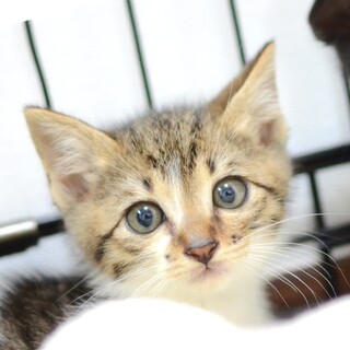 僕の背中からティッシュ？！♫『はこね君』