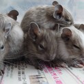 5月生まれデグー6匹の里親募集
