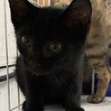 穏やかな可愛い仔猫兄弟3か月です