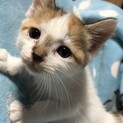 約生後1ヶ月のちょっとクールで元気な女の子