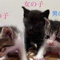 子猫3匹里親様募集！！