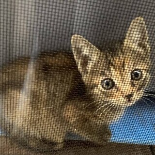 可愛い仔猫２カ月過ぎです