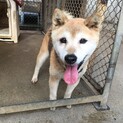 小さな雑種のおばあちゃん