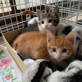 一時募集停止～キジ白・チャ白のふわころ兄弟