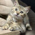 キジトラ(麦わら)♀２ヶ月　トライアル中