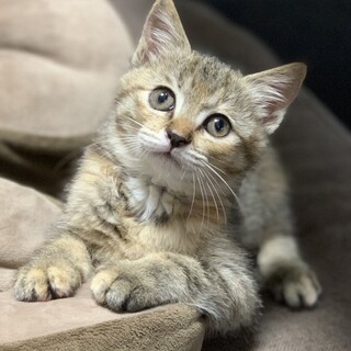 キジトラ(麦わら)♀２ヶ月　トライアル中