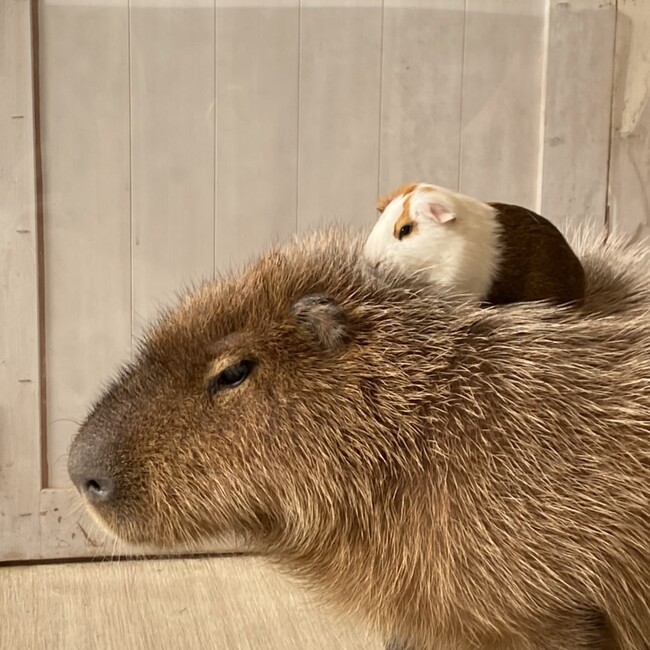 ナカムラ0315のカバー写真