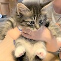 5きょうだい　キジの男の子　クロくん