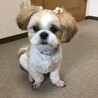 のどかプリン