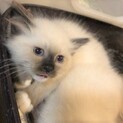 5きょうだい　シャムミックスの男の子　ソラくん