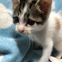 約生後1ヶ月遊ぶのが大好きな女の子