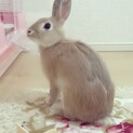ネザーランドトワーフ、オス11ヶ月