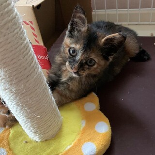 サビにゃんは幸せを運ぶって～一時募集停止