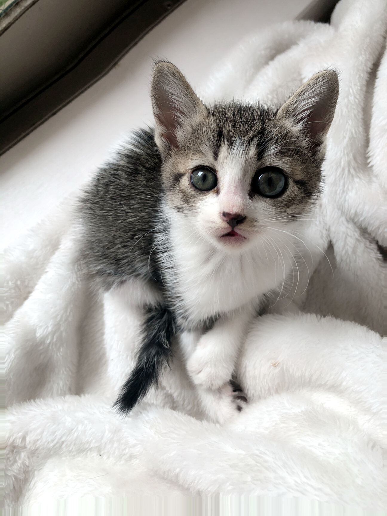 捨て猫の人懐っこい女の子 広島県 猫の里親募集 ペットのおうち 月間利用者150万人