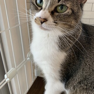怖がりだけど、人と仲良くなりたい美人猫ちゃん