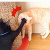 【10/18譲渡会】人見知りなし！！甘えんぼマーレ サムネイル4