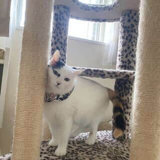 ずっとのお家を探してます。