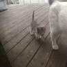 生後一か月の子猫です。 サムネイル3