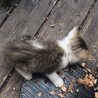 生後一か月の子猫です。 サムネイル4