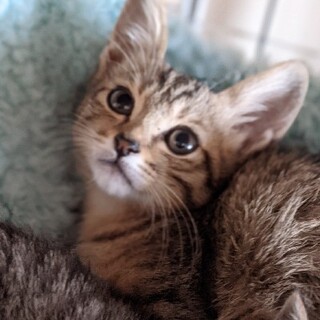 かわいい性格　飼いやすいライラちゃん