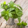 mint 39