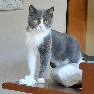 廃業ブリーダーからの引取ブリティッシュ女の子