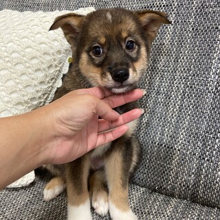 ぽんずくんの家族を探してます。