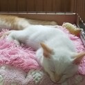 白系の子猫