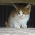 ツンデレです。（オスです。）