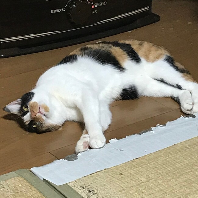 かんほんのカバー写真