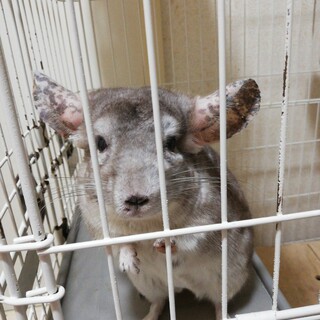 ムーミンちゃんチンチラメス11歳の里親さん募集