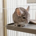 ももかちゃんチンチラ9歳のメスの里親さん募集
