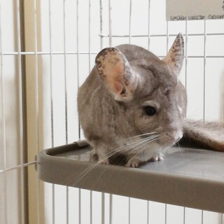 ももかちゃんチンチラ9歳のメスの里親さん募集
