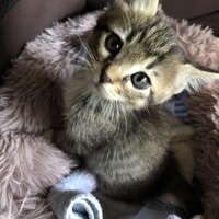 こはく