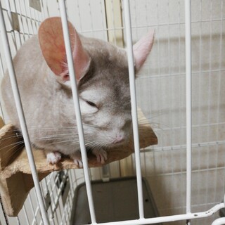 すあまちゃん4歳チンチラメスの里親さん募集