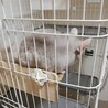 すあまちゃん4歳チンチラメスの里親さん募集 サムネイル2