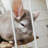 すあまちゃん4歳チンチラメスの里親さん募集 サムネイル3