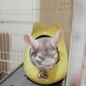 タロウくんチンチラ８歳オスの里親さん募集