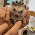 ハリネズミ