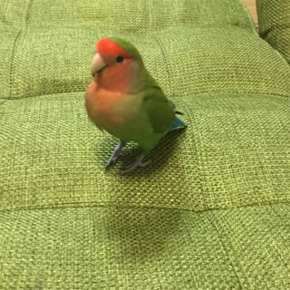 コザクラインコの里親になって頂ける方募集