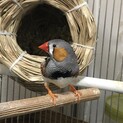 キンカチョウ　オス1羽　元気いっぱいです