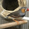 キンカチョウ　オス1羽　元気いっぱいです サムネイル2