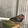 キンカチョウ　オス1羽　元気いっぱいです サムネイル3