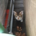 生後一か月の子猫です。