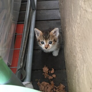 生後一か月の子猫です。