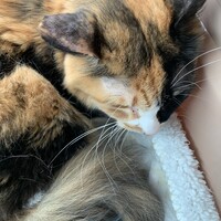 三毛猫さん